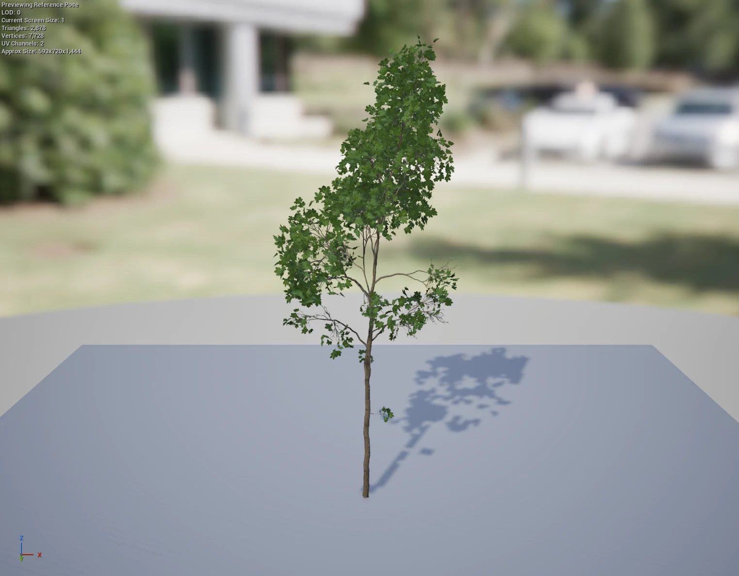 Complete procedural maple tree asset